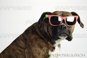 boxer-wearing-sunglasses-1811208.jpg