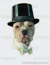 dog-in-a-top-hat-and-tie-fa08008.jpg